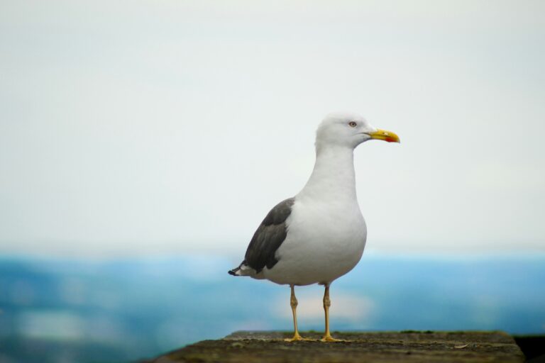 Saeagull