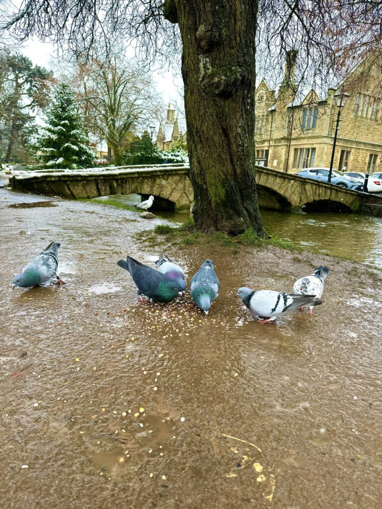 EJ’s Pigeon and Dove Rescue and Rehab