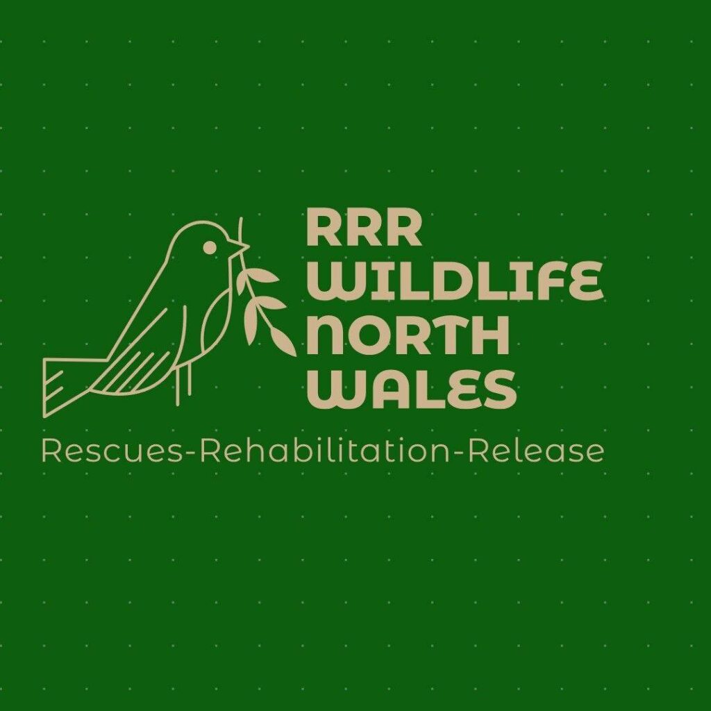 RRR Wildlife North Wales