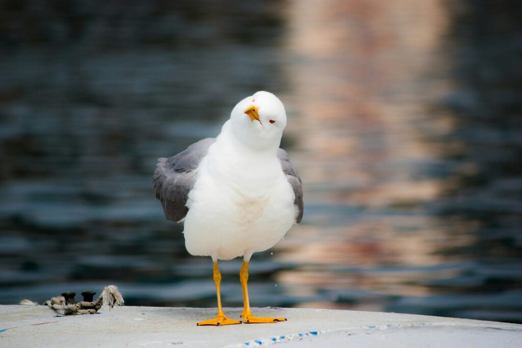 Seagull Says ThankYou