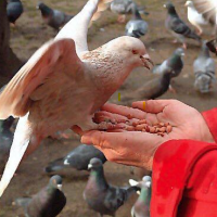 Help with Pigeons