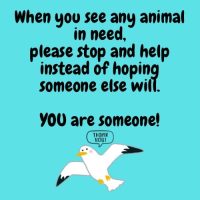 Seagull Advice Forum