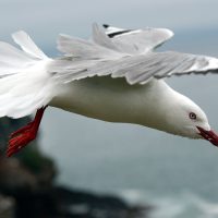 Seagull Appreciation Society