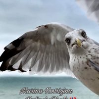 Seagulls Flocking